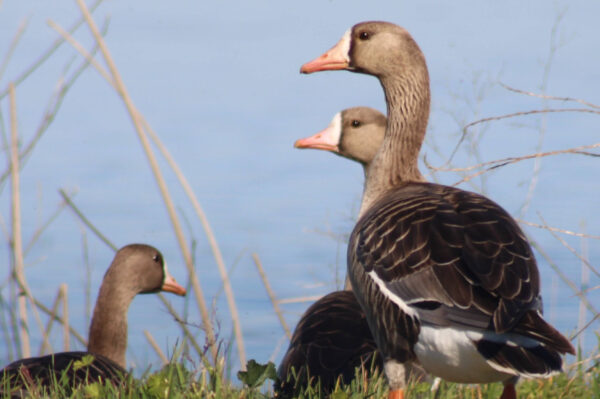 4d61f495-19f3-4221-b70a-0aecfd2628c0